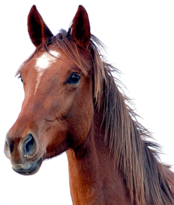 Horse PNG Free Image Download 2