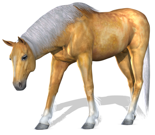 Horse PNG Free Image Download 20