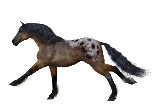 Horse PNG Free Image Download 23
