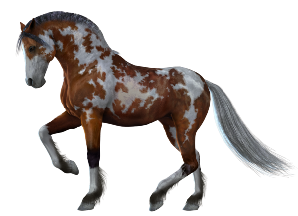 Horse PNG Free Image Download 24