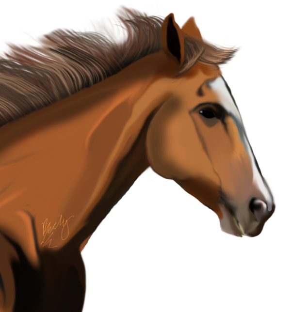 Horse PNG Free Image Download 25