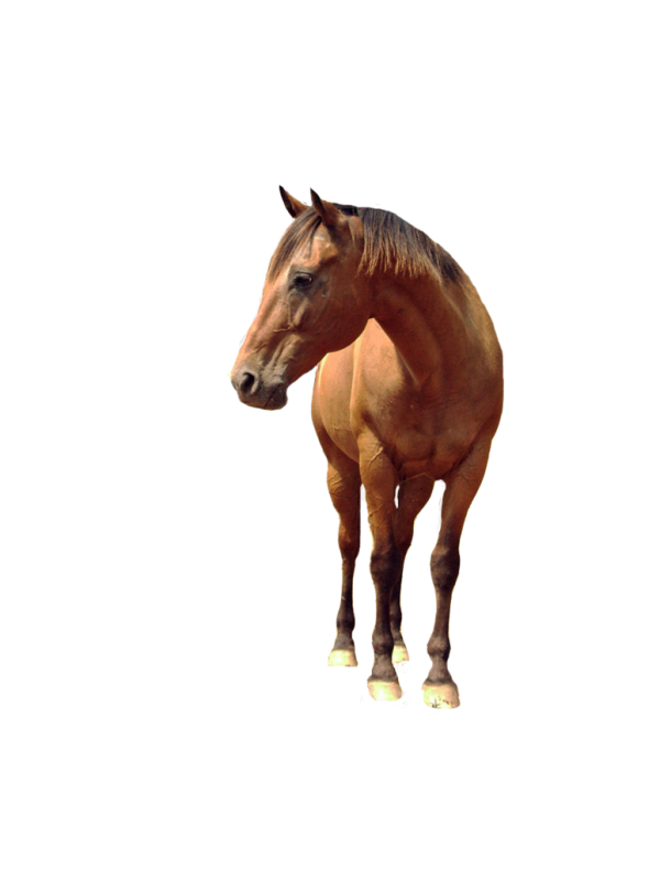 Horse PNG Free Image Download 26