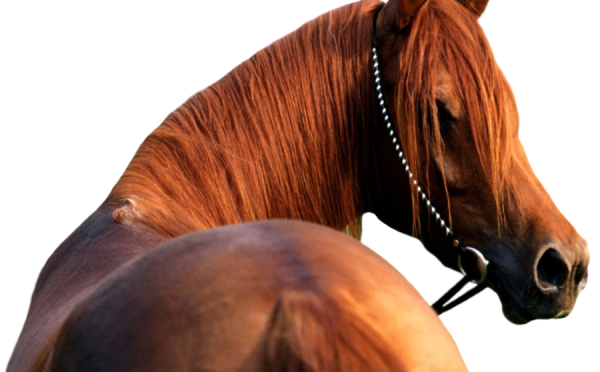 Horse PNG Free Image Download 27