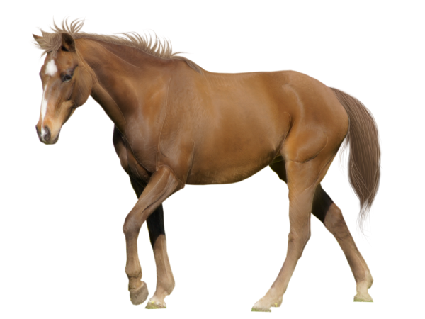 Horse PNG Free Image Download 28