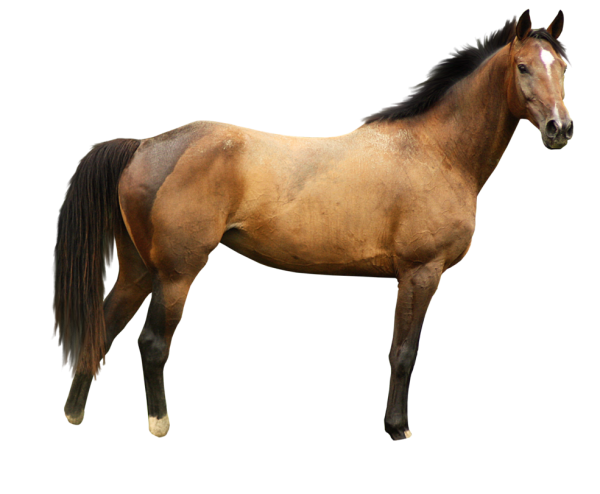 Horse PNG Free Image Download 3