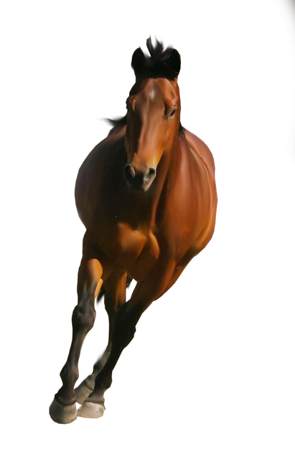 Horse PNG Free Image Download 30