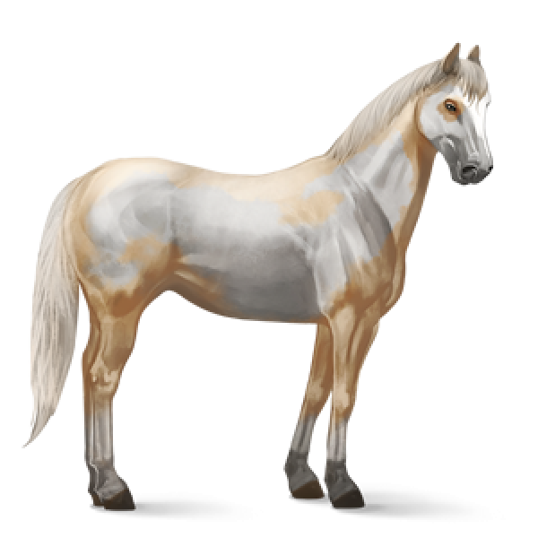 Horse PNG Free Image Download 36