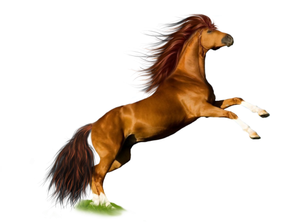 Horse PNG Free Image Download 38