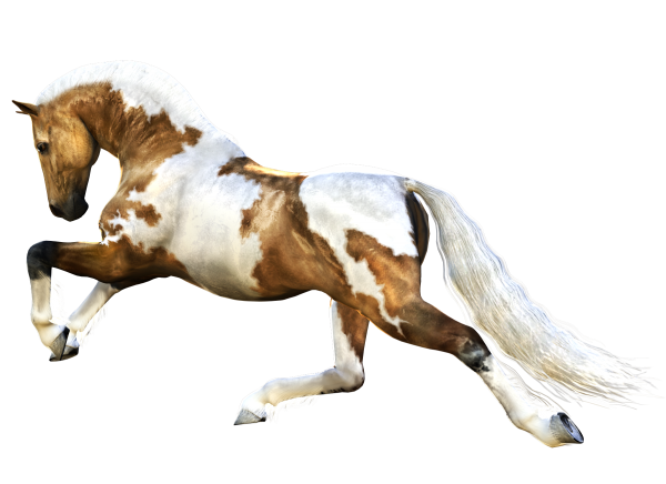 Horse PNG Free Image Download 4