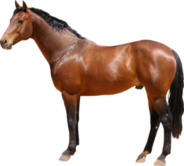Horse PNG Free Image Download 40
