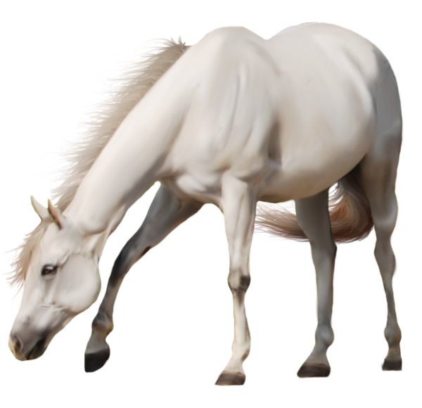 Horse PNG Free Image Download 41