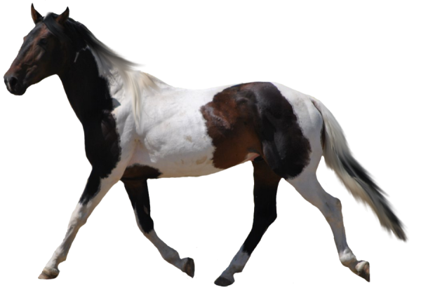 Horse PNG Free Image Download 49