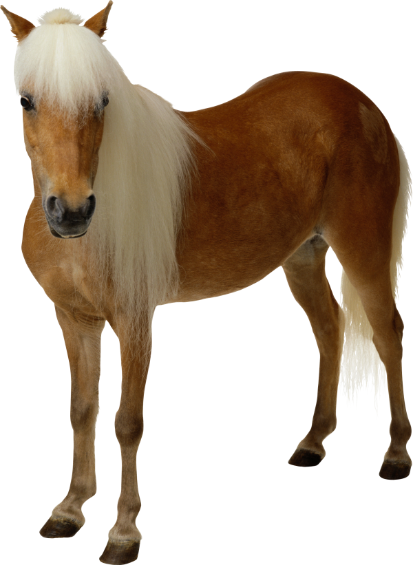 Horse PNG Free Image Download 5