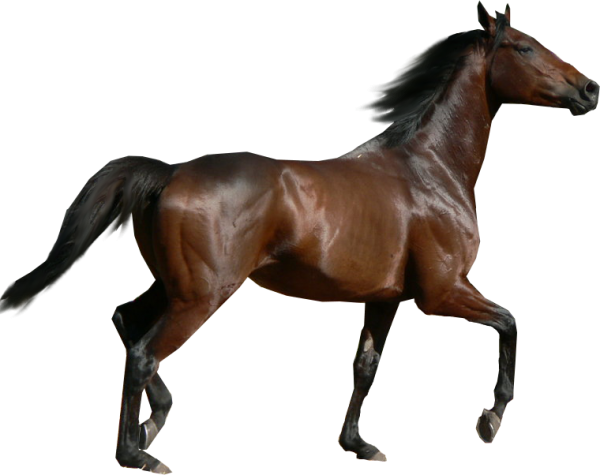 Horse PNG Free Image Download 6