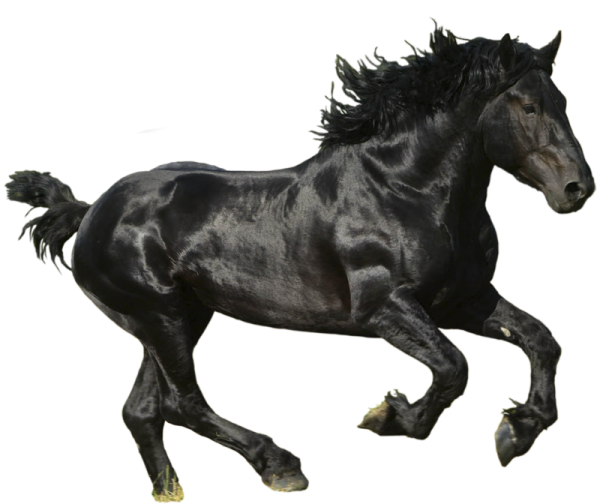 Horse PNG Free Image Download 8