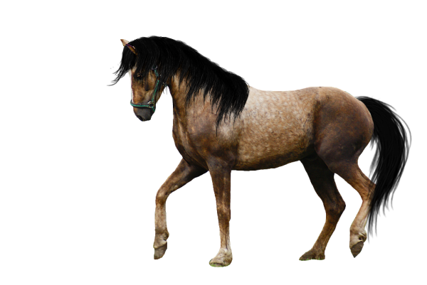 Horse PNG Free Image Download 9