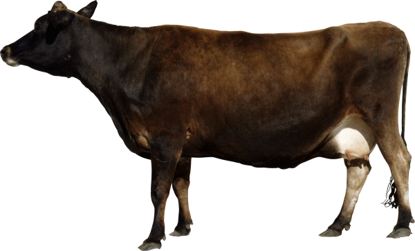 Indian Cow Png