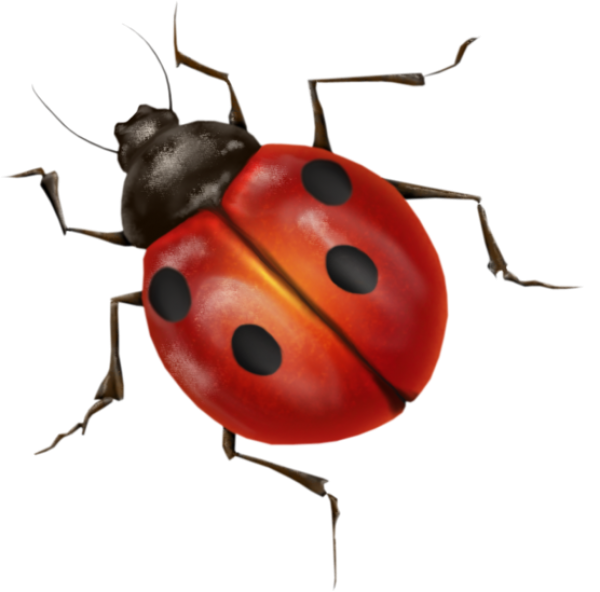 Lady bug PNG Free Download 3