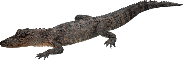 Lean Crocodile Png