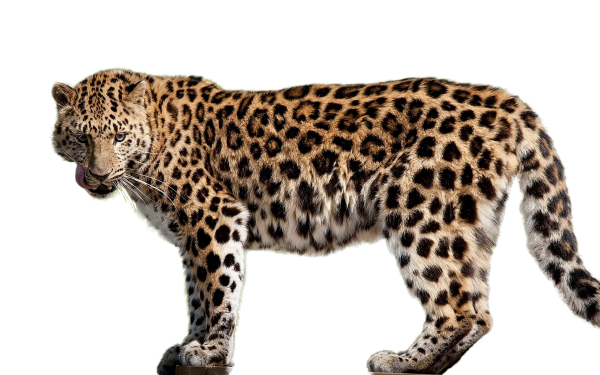 leopard PNG Free Download 1