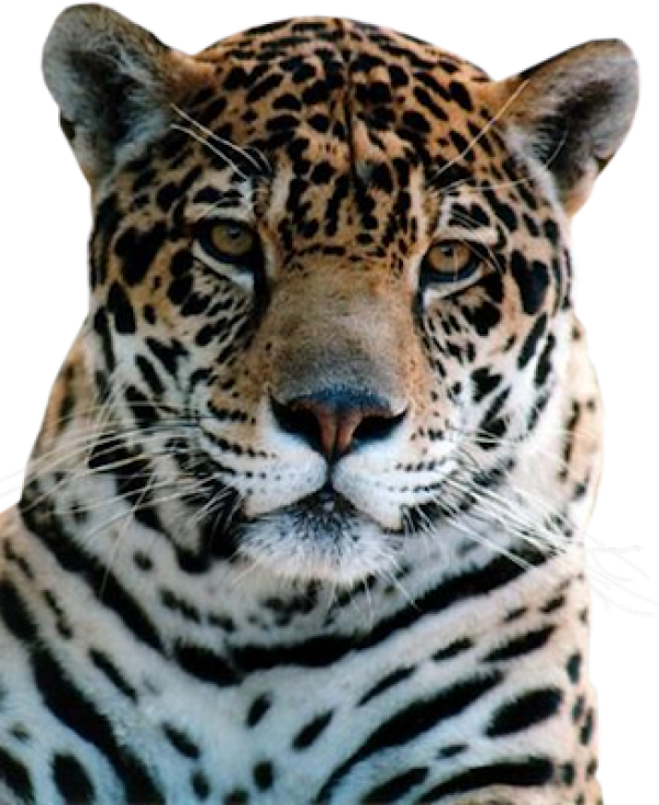 leopard PNG Free Download 10