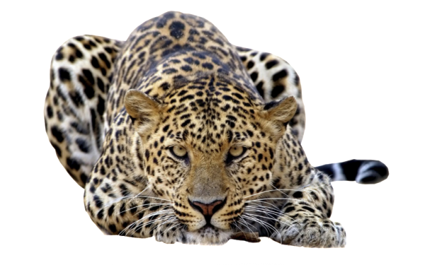 leopard PNG Free Download 11
