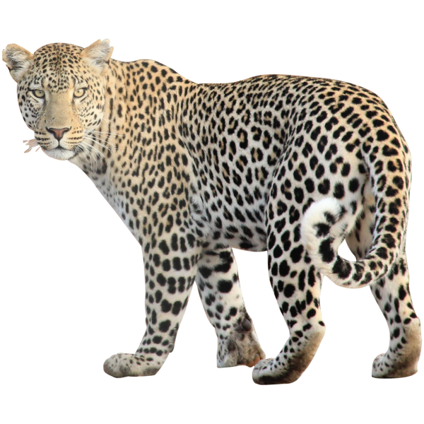 leopard PNG Free Download 12
