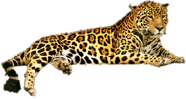 leopard PNG Free Download 13