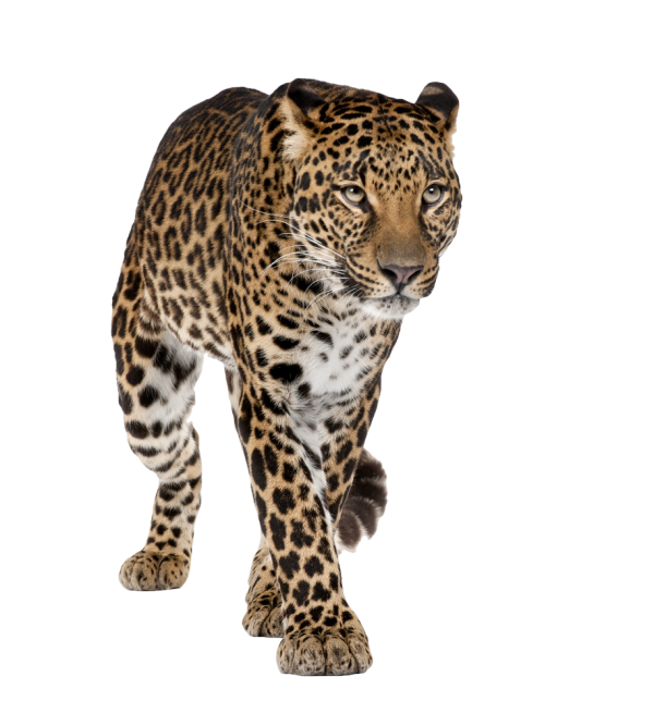 leopard PNG Free Download 14