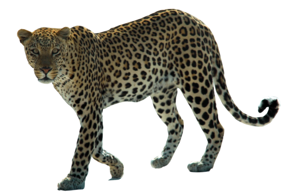 leopard PNG Free Download 15