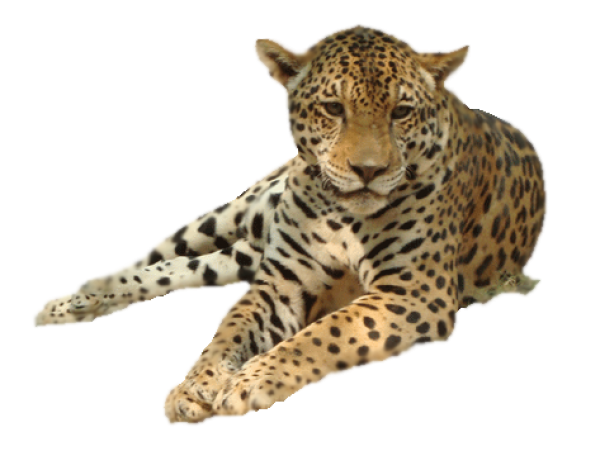 leopard PNG Free Download 16