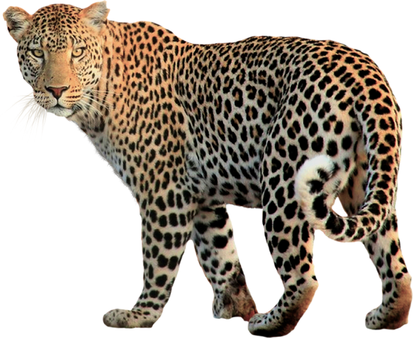 leopard PNG Free Download 18
