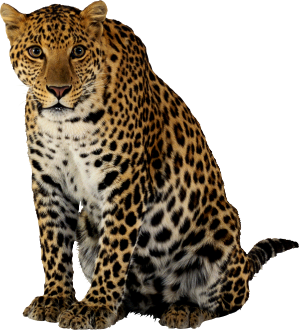 leopard PNG Free Download 2
