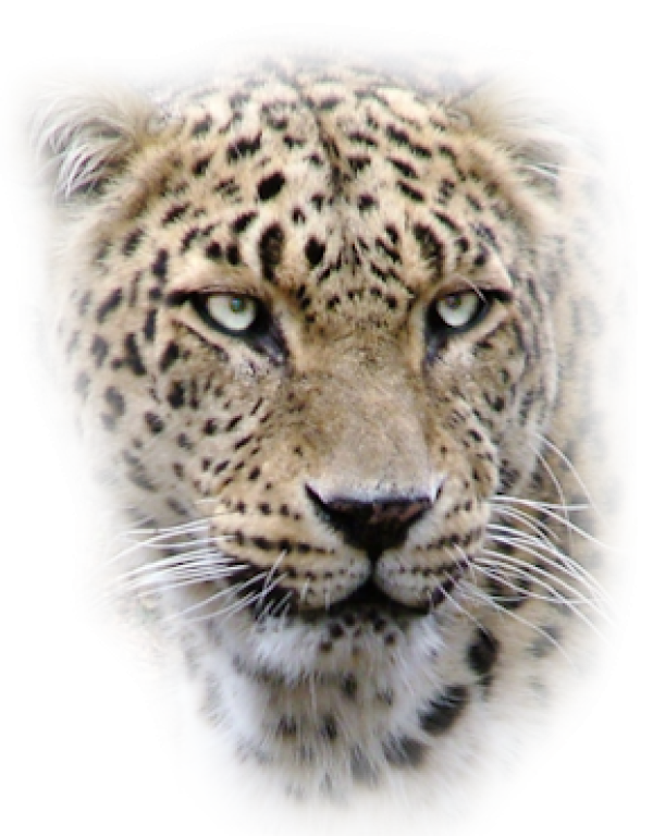 leopard PNG Free Download 20