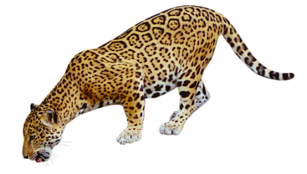 leopard PNG Free Download 21