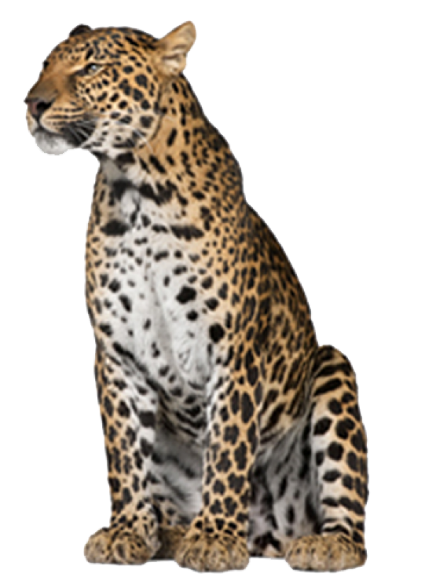 leopard PNG Free Download 23