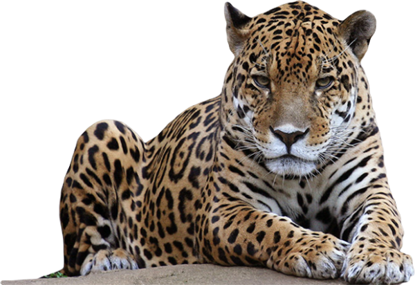 leopard PNG Free Download 25
