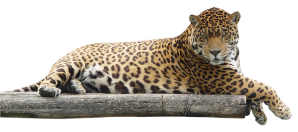 leopard PNG Free Download 26