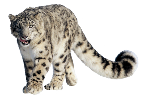 leopard PNG Free Download 31