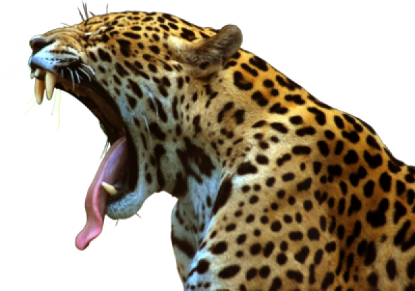 leopard PNG Free Download 4