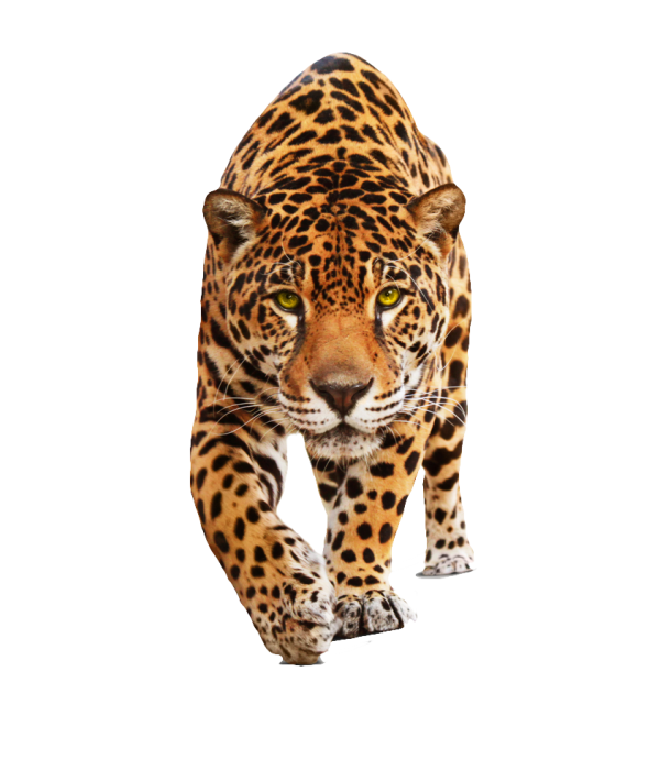 leopard PNG Free Download 5