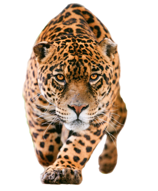 leopard PNG Free Download 6