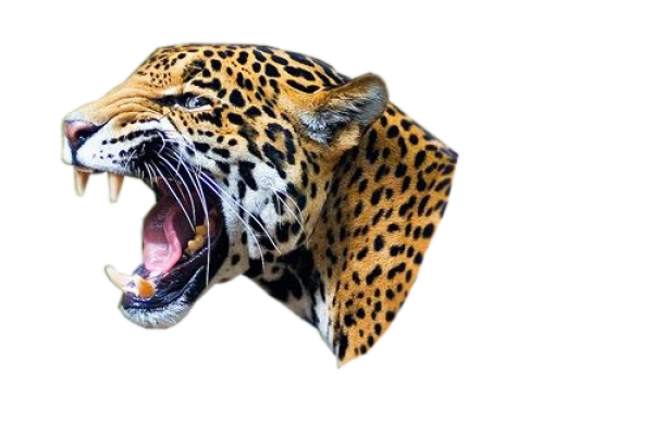 leopard PNG Free Download 8