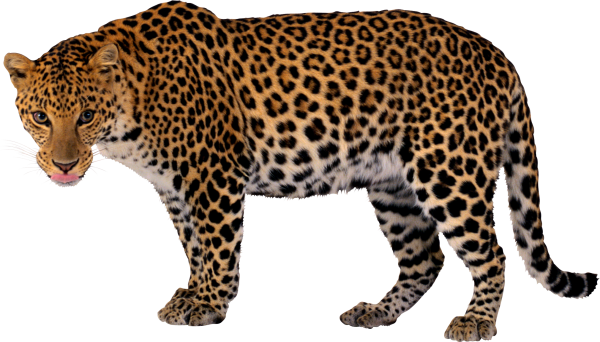 leopard PNG Free Download 9