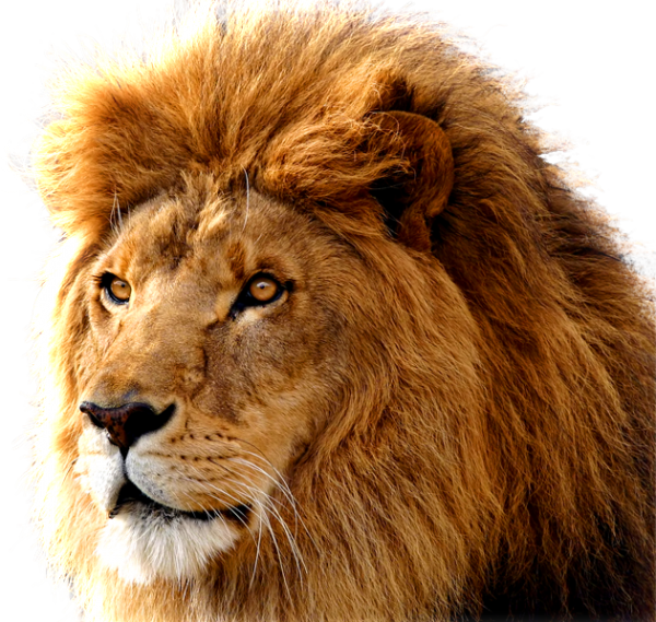 Lion PNG Free Download 10