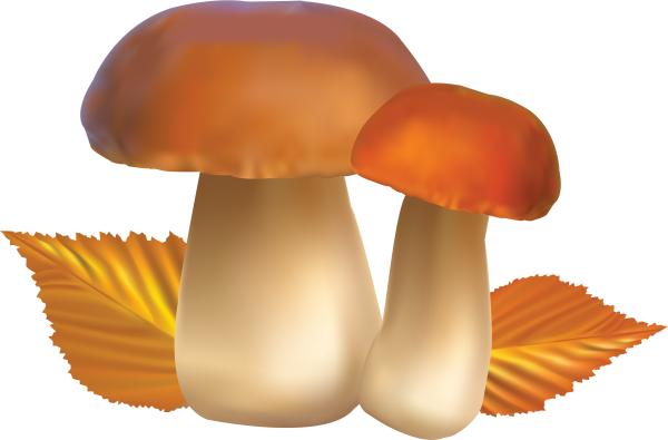 little mushroom clipart free download pngmushroom_PNG3222