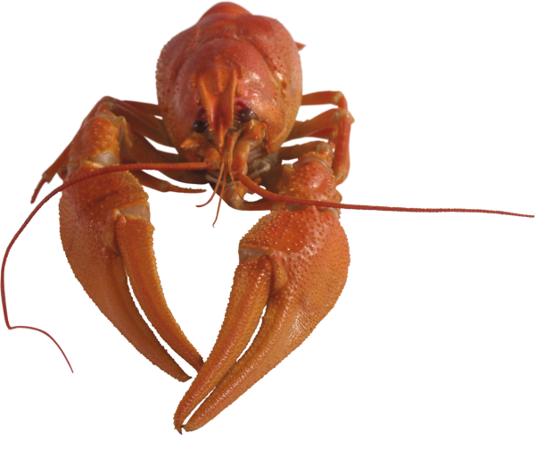 Lobster PNG Free Download 10