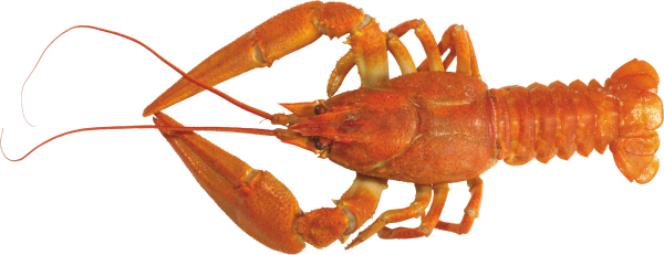 Lobster PNG Free Download 11