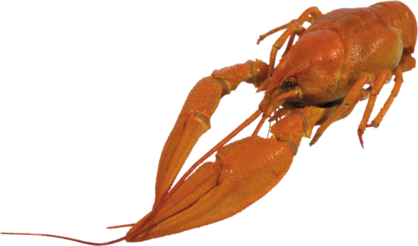 Lobster PNG Free Download 13