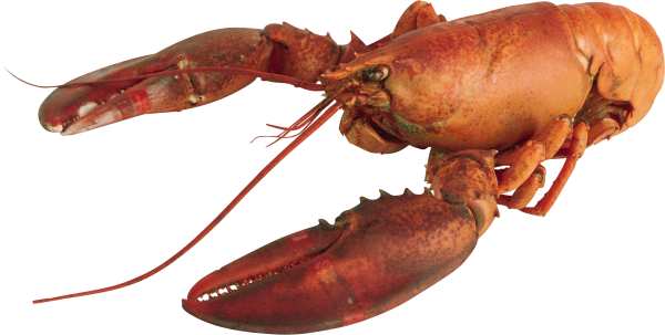 Lobster PNG Free Download 14